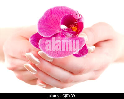 Blume Pflanze Finger Stockfoto