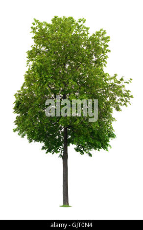 isolierte Baum Blatt Stockfoto