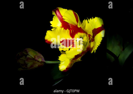 Zwei schöne rote und gelbe Tulpe blüht mit schwarzem Hintergrund Stockfoto