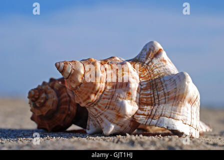 Schalentiere Stockfoto