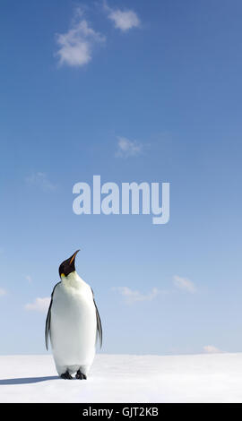 Tiere Vogel aussehen Stockfoto