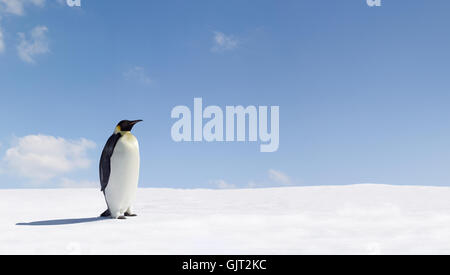 tierische Pinguin Tierwelt Stockfoto