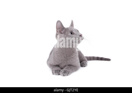 Baby Katze kitten Russisch Stockfoto