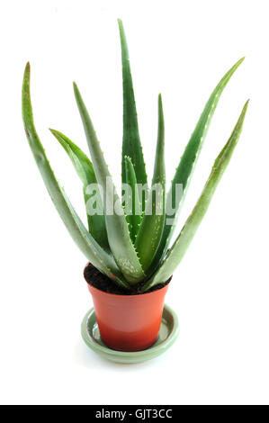 isolierte Aloe-Pflanze Stockfoto