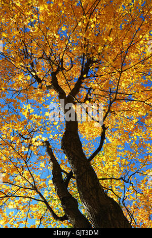 Baum-Stamm-Wald Stockfoto