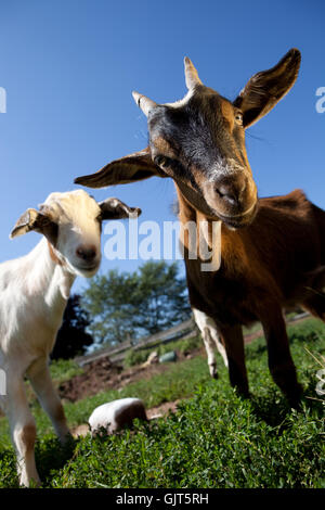 junge Ziege Stockfoto