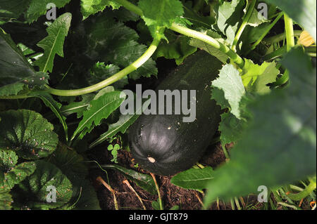 Große und Reife Zucchini im Garten. Stockfoto