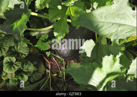 Große und Reife Zucchini im Garten. Stockfoto