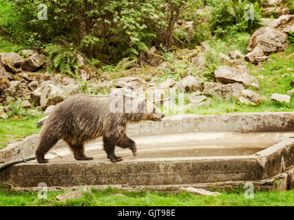 Bild von einem Braunbären im Tierpark. Schweden. Stockfoto