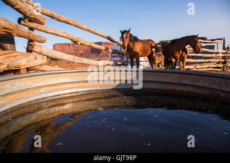 Wilden Mustangs in Navajo Nation Reservation. Monument Valley, Vereinigte Staaten von Amerika Stockfoto