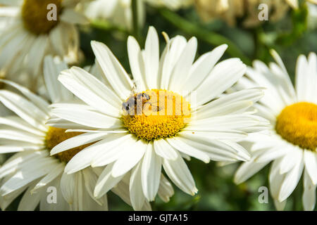 Nahaufnahme einer Bienen, die Nektar auf der Staude Shasta Daisy sammeln Stockfoto