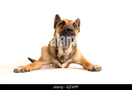 Haustier Hund Schäferhund Stockfoto
