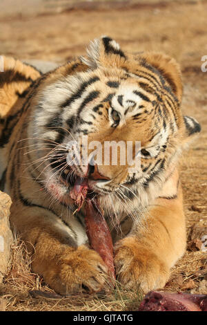 große große große Stockfoto