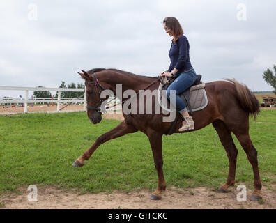 Rotes Pferd tanzen mit einem weiblichen Reiter auf dem Pferd Stockfoto