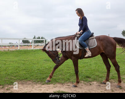 Rotes Pferd Kopf beugen und heben Bein mit einem weiblichen Reiter auf dem Pferd Stockfoto