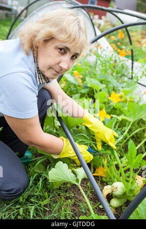 Im mittleren Alter Gärtner arbeiten mit Schere im Gewächshaus mit wachsender Zucchini innen Stockfoto