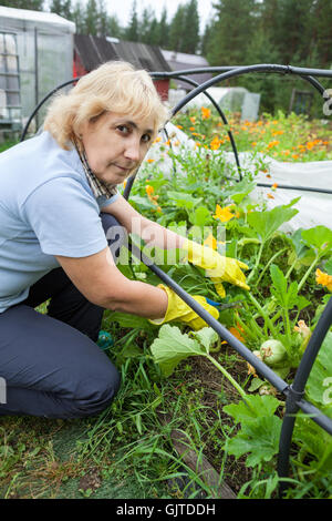 Im mittleren Alter Gärtner mit einer Schere schneiden die überschüssige Stiele von Zucchini wachsen in eine ihr Gewächshaus Stockfoto