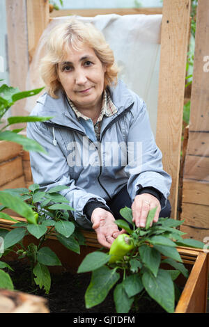 Applying Frau süße Paprika im Gewächshaus wachsen Stockfoto