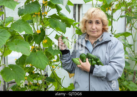 Im mittleren Alter Gärtner arbeiten im Gewächshaus mit Gurken wachsen Stockfoto