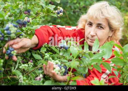 Frau sammelt Heidelbeeren im Garten, Fokus auf Gesicht Stockfoto