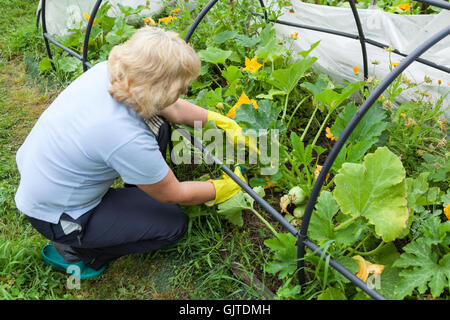 Weibliche Gärtner in gelbe Gummihandschuhe schneiden mit Schere Stiele der Zucchini im Gewächshaus Stockfoto