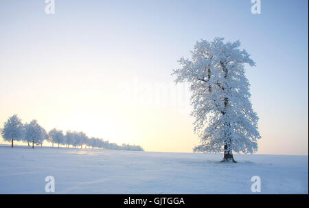 Baum Winter kalt Stockfoto