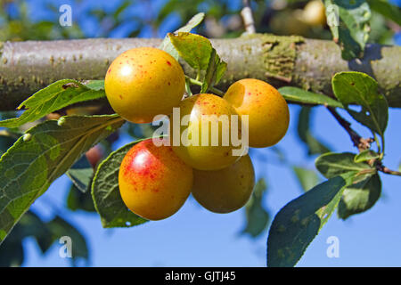 Reife Spätsommer mirabelle Stockfoto