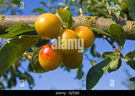 Reife Spätsommer mirabelle Stockfoto