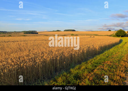 Weizenfelder bereit zur Ernte Lincolnshire Wolds Stockfoto