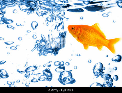 Fisch Bläschen Goldfisch Stockfoto