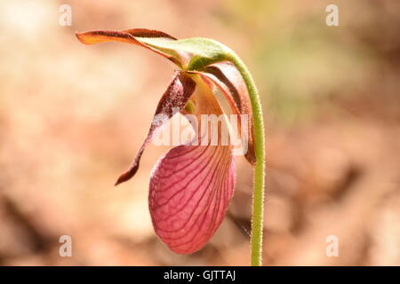 Profil von einer Lady slipper Stockfoto