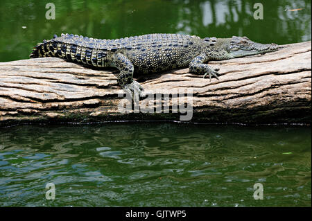 Salzwasser-Krokodil beim Faulenzen Stockfoto