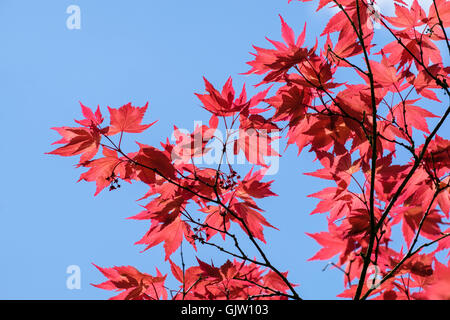 Hintergrundbeleuchtung Japanischer Ahorn (Acer palmatum) rote Laub Laub vor blauem Himmel bei Sonnenschein von unten gesehen. England, Großbritannien, Großbritannien Stockfoto