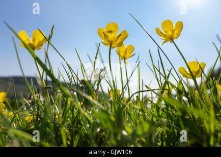 Die froschperspektive von gelben Wiese Ranunkeln (Ranunculus acris) Blumen in Rasen Gras Hintergrundbeleuchtung durch Sonnenlicht vor blauem Himmel im Sommer wachsen. Großbritannien Stockfoto