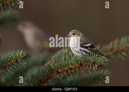Erlenzeisig, Weibchen, Erlen-Zeisig, Zeisig, Zuchtjahr Spinus, Erlenzeisig, Weiblich Stockfoto