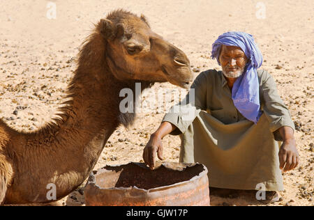 das Kamel Beduinen Freund Stockfoto