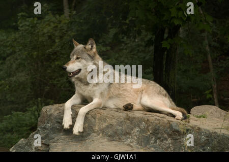 Timberwolf Ebenen Stockfoto