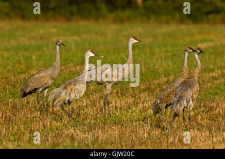 Sandhill Kran (Grus Canadensis) wandernden Herde auf Nahrungssuche im Spätsommer Getreidefeld, Massey, Ontario, Kanada Stockfoto