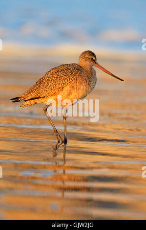 Marmorierte Uferschnepfe (Limosa Fedoa) auf Futtersuche bei Ebbe am Sandstrand, Morro Bay, Kalifornien, USA Stockfoto