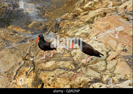 Schwarze Austernfischer (Haematopus Bachmani) Mated Pair, Pismo Beach, Kalifornien, USA Stockfoto