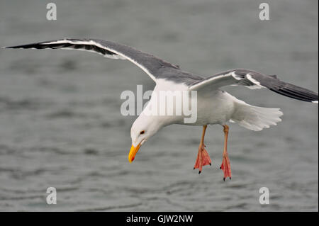 Western-Möwe (Larus Occidentalis), Morro Bay, Kalifornien, USA Stockfoto