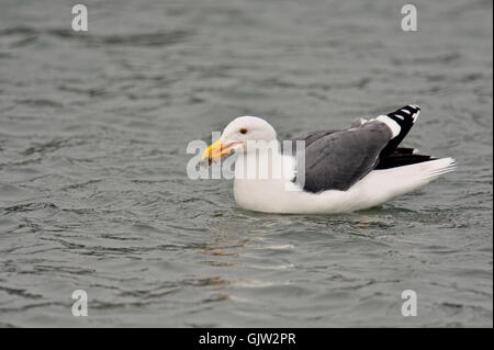 Western-Möwe (Larus Occidentalis) mit Beute, Morro Bay, Kalifornien, USA Stockfoto