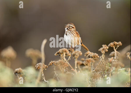 Song sparrow (Melospiza melodia), San Simeon, Piedras Blancas Elefant Robbekolonie, San Simeon, Kalifornien, USA Stockfoto