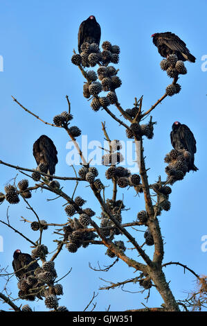 Türkei-Geier (Cathartes Aura) Schlafplatz in Pinie, Morro Bay State Park, Kalifornien, USA Stockfoto