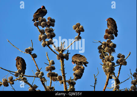 Türkei-Geier (Cathartes Aura) Schlafplatz in Pinie, Morro Bay State Park, Kalifornien, USA Stockfoto