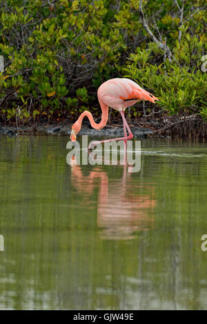 Mehr Flamingo (Phoenicopterus Roseus), Galapagos Islands National Park, Insel Santa Cruz, Las Bachas Beach, Ecuador Stockfoto