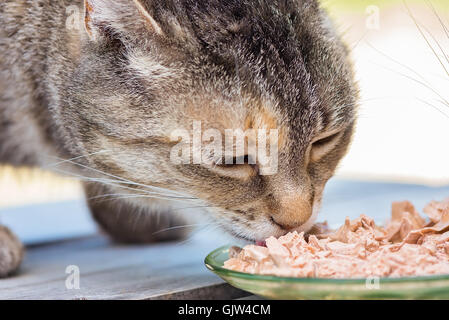 Nahaufnahme von Katzen Gesicht aus der Dose Essen von einem Teller grün Stockfoto