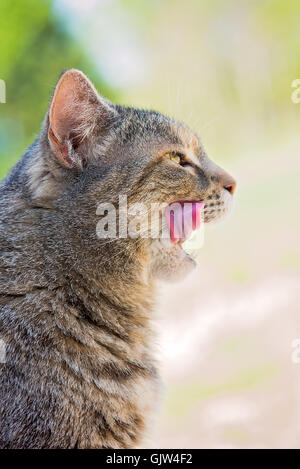 Katze sitzt mit offenem Mund und die Lippen lecken Stockfoto