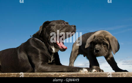 Spazierstock Hund Hunde Stockfoto