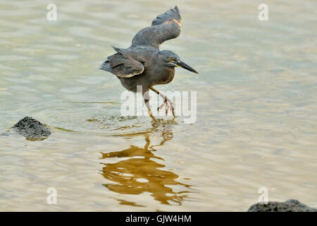 Lava Heron (Butorides sundevalli), Galapagos Islands National Park, Insel Santa Cruz, Las Bachas Beach, Ecuador Stockfoto